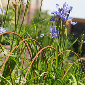 More Edging Hoops for Kew