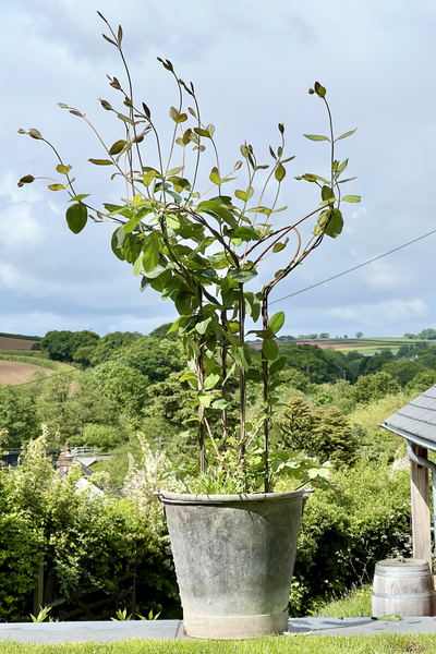 Leaf Supports - Tall