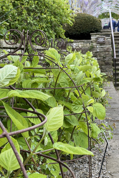 Plant Support ay RHS Wisley - Grande George Belles