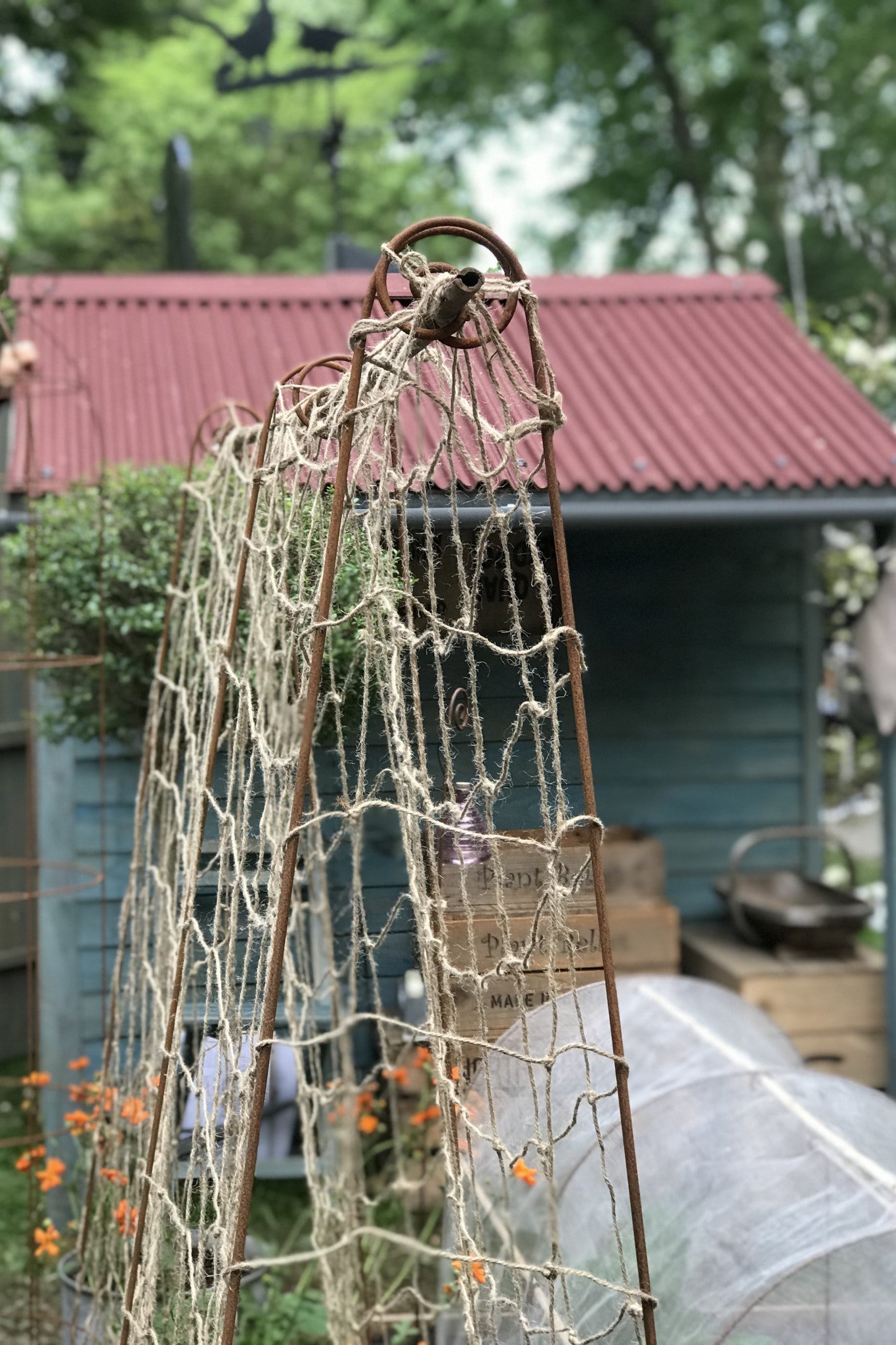 Bean Poles - Launched at RHS Chelsea. Create a frame to support a net, for climbing peas, beans...