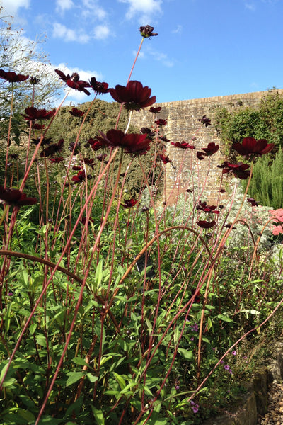 Plant supports, rusty edging, fencing - Heavy Edging Hoops - seen here at Wakehurst