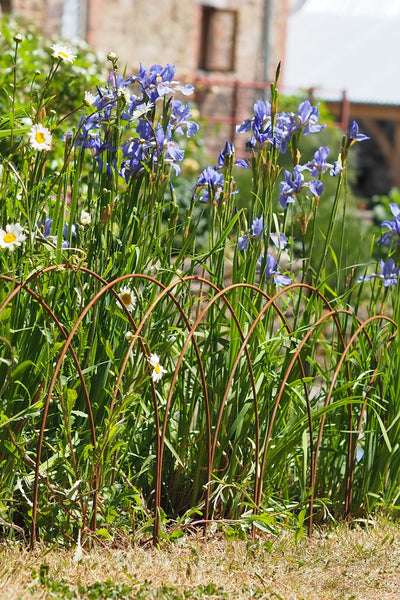 Plant supports, rusty edging, fencing - Medium Edging Hoops - seen here at Hayne Devon