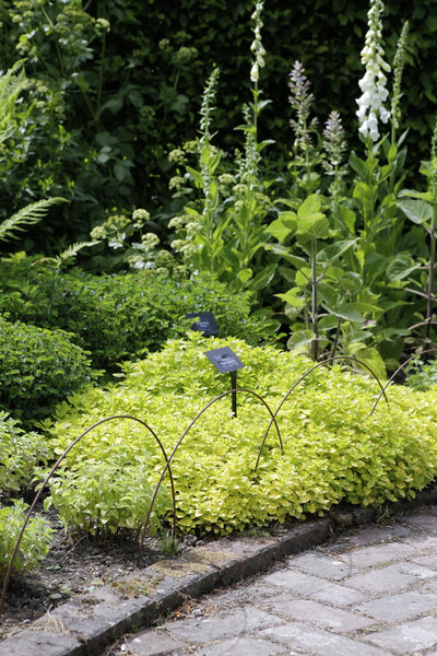 Plant supports, rusty edging, fencing - Edging Hoops - seen here at RHS Rosemoor