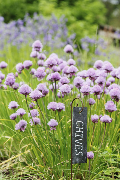 Plant Labels, slate labels hanging on mini crooks, rusty metal