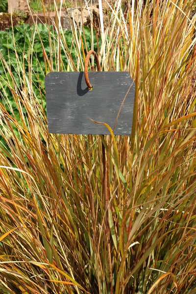 Plant Labels, slate labels hanging on mini crooks, rusty metal