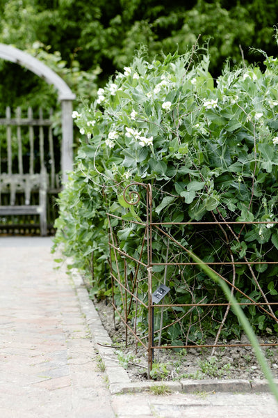 Plant supports, rusty edging, grow-thu - Grande Hurdles - seen here at RHS Rosemoor