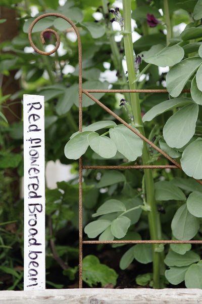 Plant supports, rusty edging, grow up - Grande Hurdles - seen here at Knightshayes