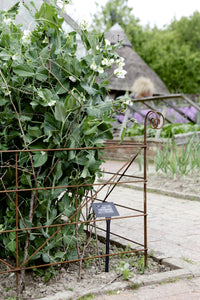 Plant supports, rusty edging, grow-thu - Grande Hurdles - seen here at RHS Rosemoor