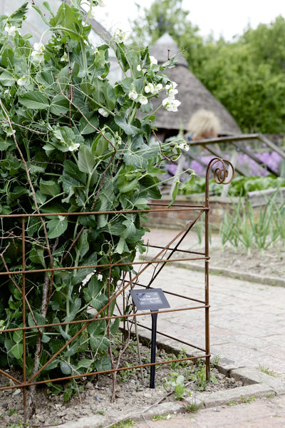 Plant supports, rusty edging, grow-thu - Grande Hurdles - seen here at RHS Rosemoor