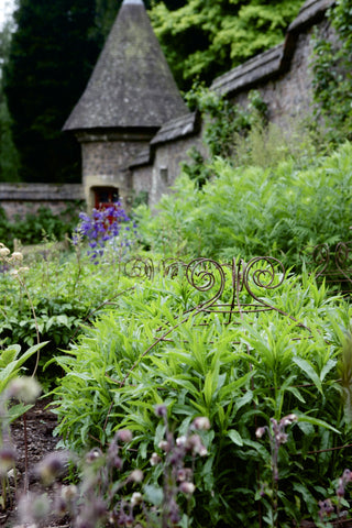 Grow through plant supports, rusty wire frames - George Belle - Great for floppy herbaceous perennials, seen here at Knightshayes Court