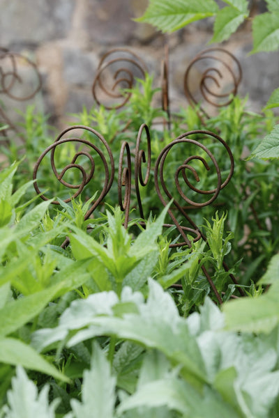 Grow through plant supports, rusty wire frames - Ernest Belle - Great for floppy herbaceous perennials, seen here at Knightshayes Court National Trust Gardens