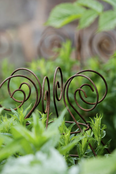 Grow through plant supports, rusty wire frames - Ernest Belle - Great for floppy herbaceous perennials, seen here at Knightshayes Court National Trust Gardens