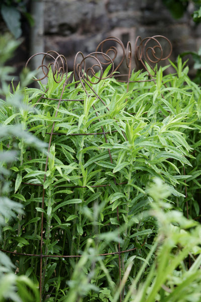 Grow through plant supports, rusty wire frames - George Belle - Great for floppy perennials, seen here at Knightshayes