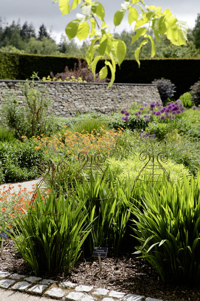 Grow through plant supports, rusty wire frames - George Belle - Great for floppy perennials, seen here at RHS Rosemoor