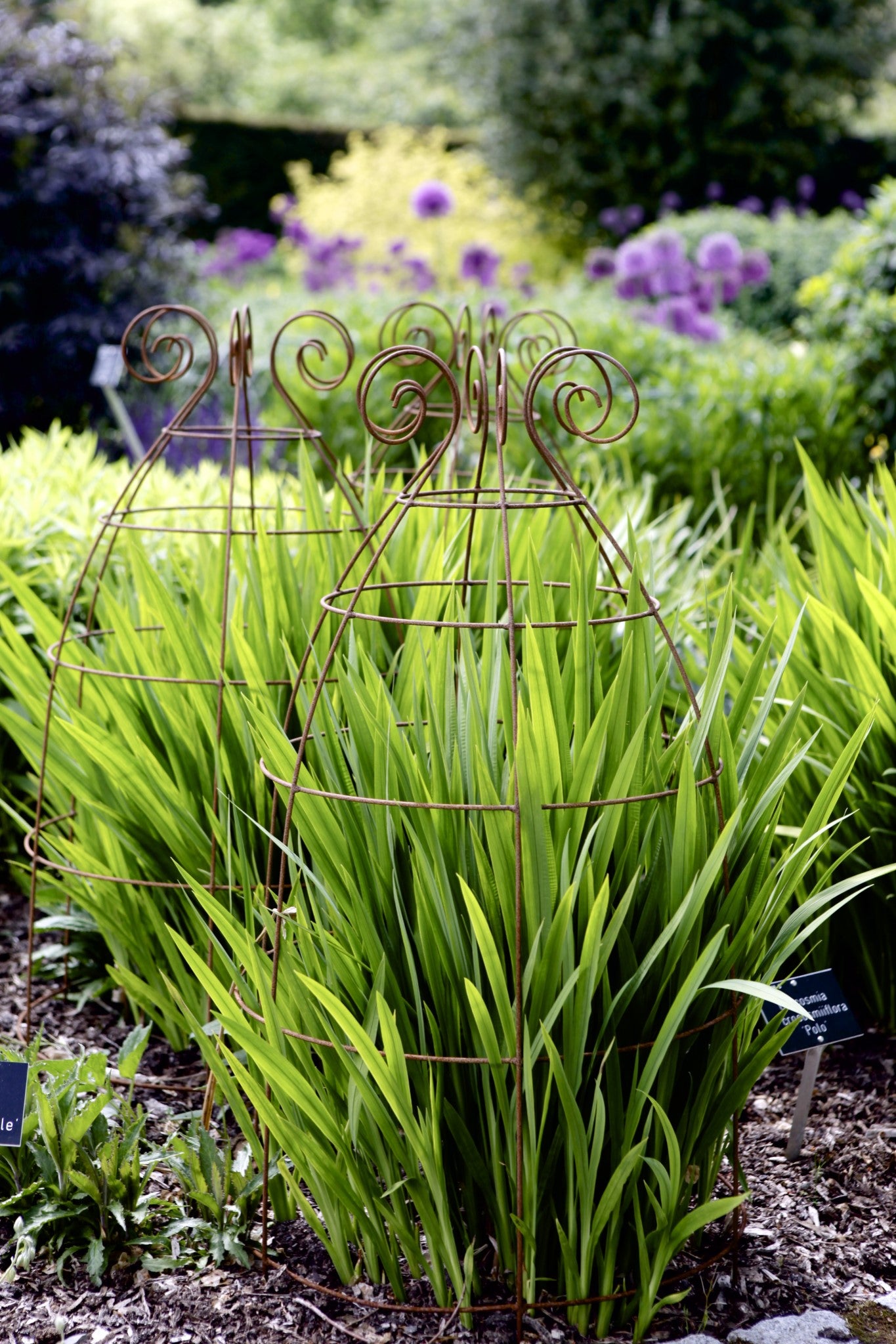 Grow through plant supports, rusty wire frames - Sidney Belle - Great for floppy perennials like Crocosmia, Dahlias, Delphiniums