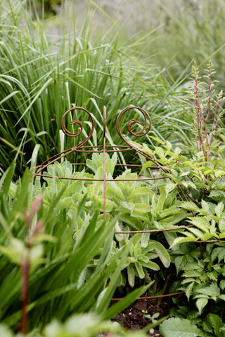 Grow through plant supports, rusty wire frames - Gertrude Belle - Great for floppy perennials Sedums, Peonies, Oriental Poppies, Geraniums