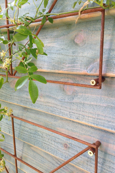 Trellis Panels, rusty plant support - Climbing Squares - for training climbing plants. Photo RHS Malvern