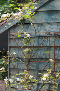 Trellis Panels, rusty plant support - Climbing Squares - for training climbing plants. Photo RHS Cheslea