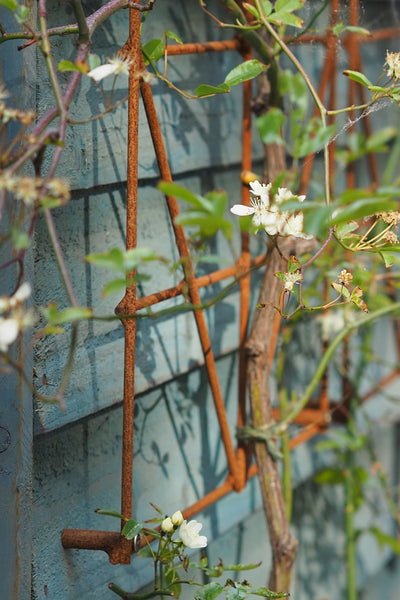 Trellis Panels, rusty plant support - Climbing Squares - for training climbing plants. Photo RHS Cheslea